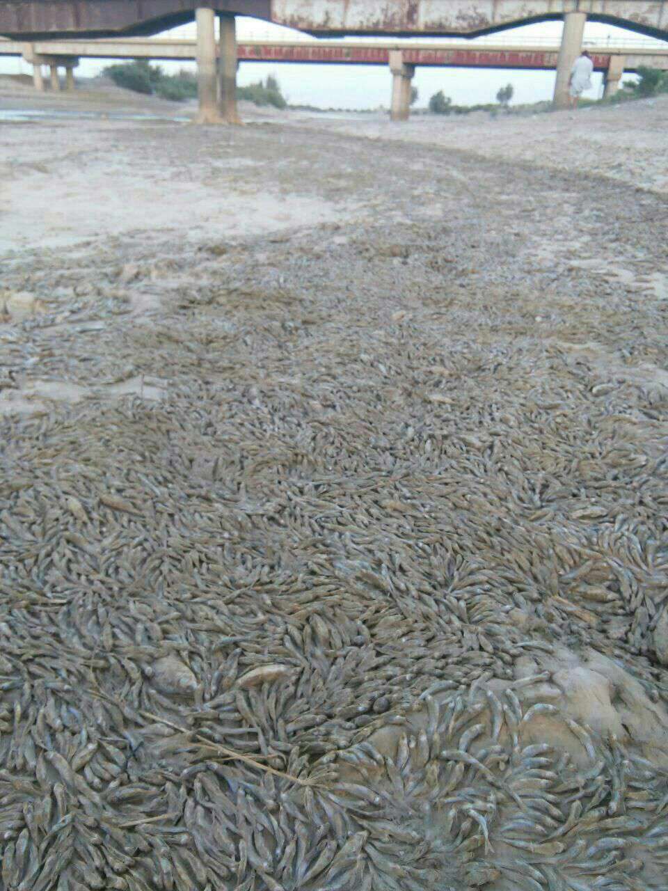 دهها هزار قطعه ماهی در رودخانه نیمروز در استان سیستان و بلوچستان به علت نامعلومی تلف شدند